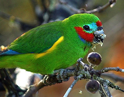Birdworld Kuranda - Restaurant Gold Coast 3