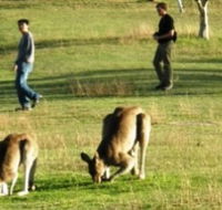 Araucaria Ecotours - Restaurant Gold Coast