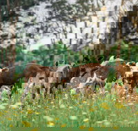 Farmgate Festival - Restaurant Gold Coast