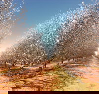 Mallee Almond Blossom Festival - Restaurant Gold Coast