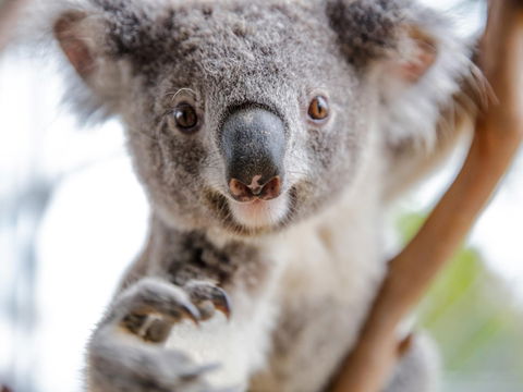 Meet The Stars Of The Livestreams - Restaurant Gold Coast 0