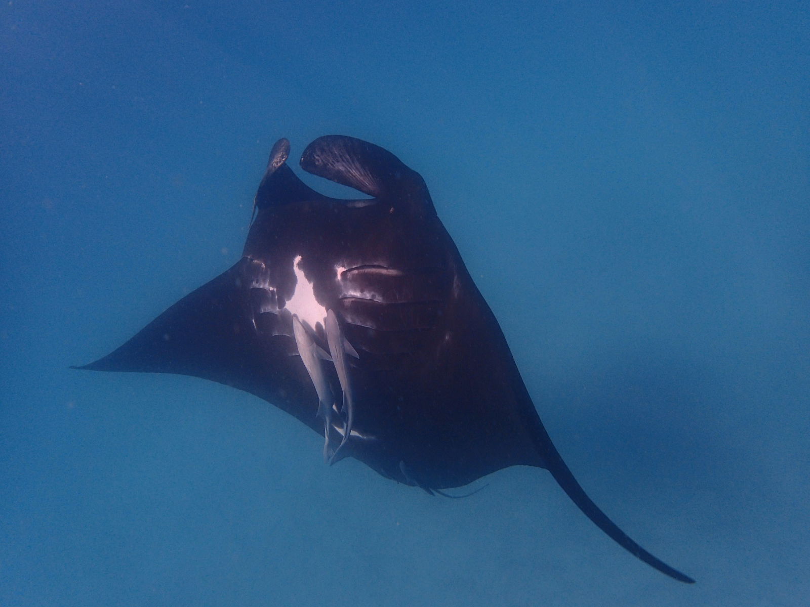 Inggarda WA Restaurant Gold Coast