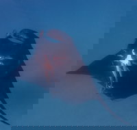 Project Manta Ningaloo Reef Western Australia - Restaurant Gold Coast