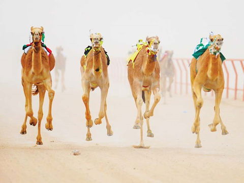 The Quirindi Camel Cup - Restaurant Gold Coast 0