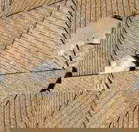 WA Now  Tom Mller Monolith Scores - Virtual Exhibition - Restaurant Gold Coast