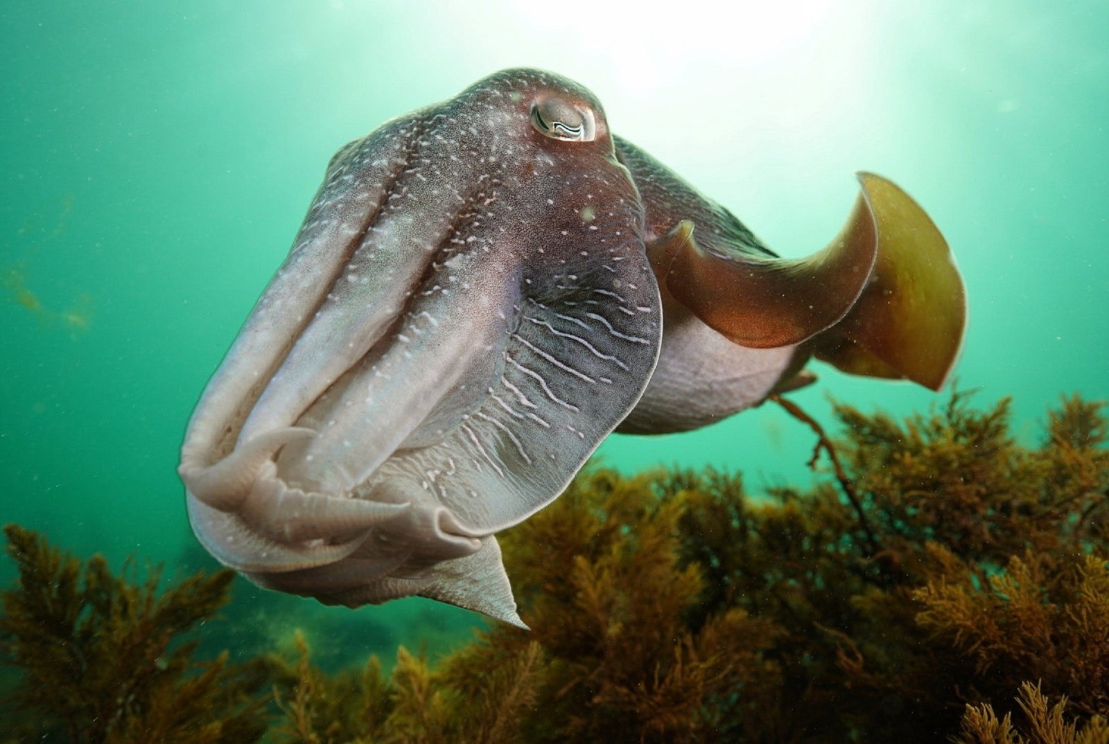 Whyalla SA Restaurant Gold Coast