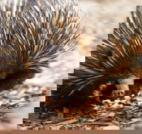 Aussie Wildlife Course - July/August/September