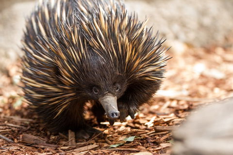 Aussie Wildlife Course - July/August/September - Restaurant Gold Coast 0