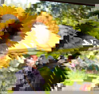 Blackville Arts and Market Day - Restaurant Gold Coast