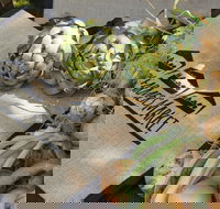 Blayney Farmers' Market - Restaurant Gold Coast