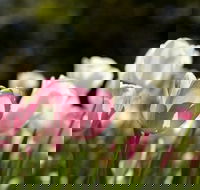 Floriade Reimagined - Restaurant Gold Coast