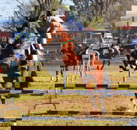 Glen Innes Pastoral and Agricultural Show - Restaurant Gold Coast