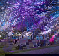 Grafton Jacaranda Festival - Restaurant Gold Coast
