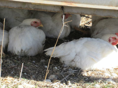Keeping Healthy Backyard Chickens - Restaurant Gold Coast 5
