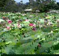 Lotus Flower Season