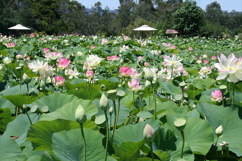 Lotus Flower Season - Restaurant Gold Coast 0
