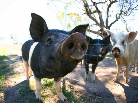 Mudgee Farm Walks - Restaurant Gold Coast 0
