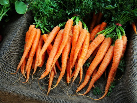 Mudgee Farm Walks - Restaurant Gold Coast 2