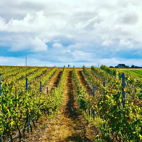 Peter Teakle Wines - Restaurant Gold Coast 1