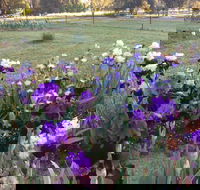 Riverina Iris Farm Open Garden and Iris Display - Restaurant Gold Coast