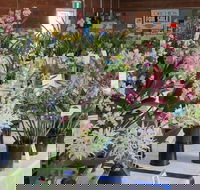 Sapphire Coast Orchid Club Spring Orchid Show - Restaurant Gold Coast