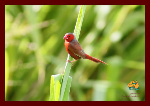 Spring Into Finches And Softbills - Restaurant Gold Coast 0