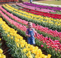 Tesselaar Tulip Festival - Restaurant Gold Coast