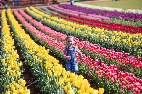 Tesselaar Tulip Festival - Restaurant Gold Coast 0