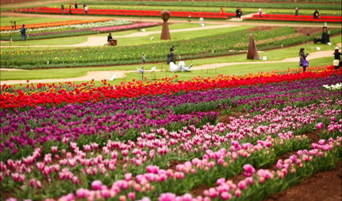 Tesselaar Tulip Festival - Restaurant Gold Coast 1