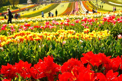 Tesselaar Tulip Festival - Restaurant Gold Coast 2