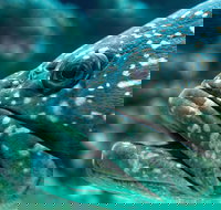 What lurks below - Restaurant Gold Coast