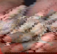 Armidale Farmers' Market - Restaurant Gold Coast