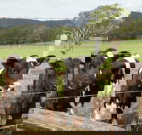 Bandon Grove Farm Tours - Restaurant Gold Coast