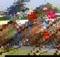 Camel Races at Penrith Paceway