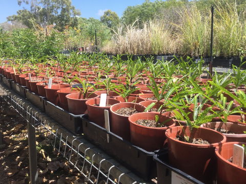 Conservation Volunteers Australia Townsville - Ocean View Nursery - Restaurant Gold Coast 2
