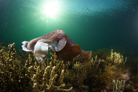 Cuttlefish Diving & Snorkeling EVERYDAY May -August - Restaurant Gold Coast 0