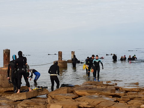 Cuttlefish Diving & Snorkeling EVERYDAY May -August - Restaurant Gold Coast 1