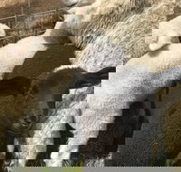 Flinders Island Show - Restaurant Gold Coast