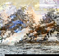 Gundagai Rodeo - Restaurant Gold Coast