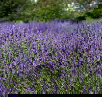 Lavender Herb and Chilli Festival - Restaurant Gold Coast