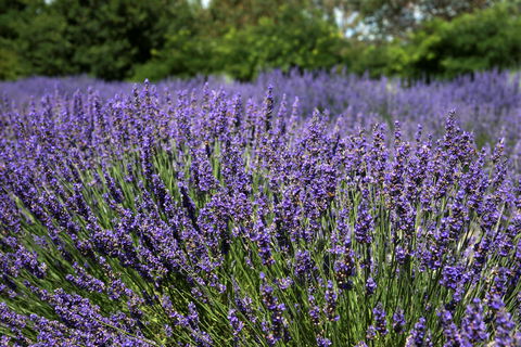 Lavender Herb And Chilli Festival - Restaurant Gold Coast 0