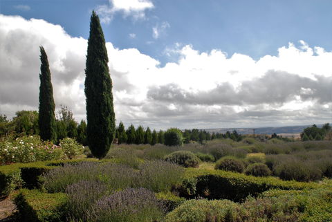Lavender Herb And Chilli Festival - Restaurant Gold Coast 1