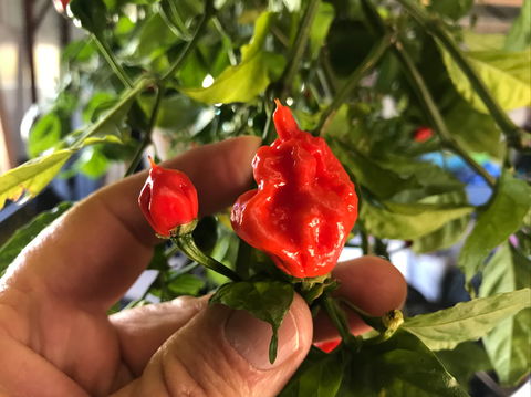 Lavender Herb And Chilli Festival - Restaurant Gold Coast 2