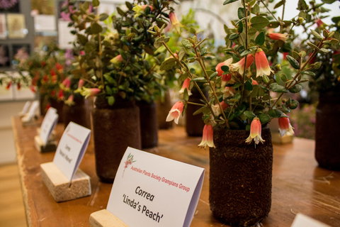 Pomonal Native Flower Show - Restaurant Gold Coast 1