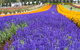 Tesselaar KaBloom Festival Of Flowers - thumb 0
