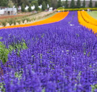 Tesselaar KaBloom Festival of Flowers - Restaurant Gold Coast