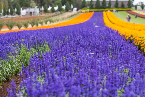 Tesselaar KaBloom Festival Of Flowers - Restaurant Gold Coast 0