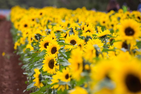Tesselaar KaBloom Festival Of Flowers - Restaurant Gold Coast 1
