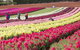 Tesselaar KaBloom Festival Of Flowers - thumb 2
