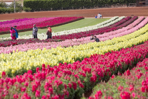 Tesselaar KaBloom Festival Of Flowers - Restaurant Gold Coast 2